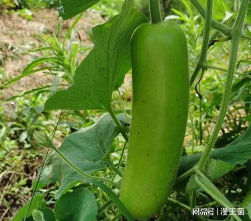 吃瓜成熟开瓜,揭秘吃瓜背后的奇妙世界